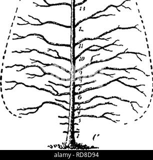 . Rapport sur l'enquête forestière du Ministère de l'agriculture. 1877-1898. Les forêts et la foresterie.  =*v ;. Veuillez noter que ces images sont extraites de la page numérisée des images qui peuvent avoir été retouchées numériquement pour plus de lisibilité - coloration et l'aspect de ces illustrations ne peut pas parfaitement ressembler à l'œuvre originale.. B. E. Fernow, Eduard (Bernhard), 1851-1923 ; United States. Service des forêts. Washington, Govt. imprimer. off. Banque D'Images