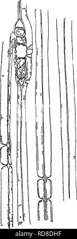 . Rapport sur l'enquête forestière du Ministère de l'agriculture. 1877-1898. Les forêts et la foresterie. . Veuillez noter que ces images sont extraites de la page numérisée des images qui peuvent avoir été retouchées numériquement pour plus de lisibilité - coloration et l'aspect de ces illustrations ne peut pas parfaitement ressembler à l'œuvre originale.. B. E. Fernow, Eduard (Bernhard), 1851-1923 ; United States. Service des forêts. Washington, Govt. imprimer. off. Banque D'Images