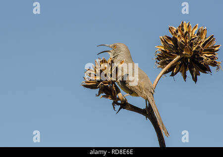 Curve-bill Thrasher en plein morceau alors que perché en haut d'un agave, horizontal Banque D'Images