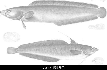 . Une histoire des poissons du Massachusetts. Poissons. tW- ./' 1^^ '. Veuillez noter que ces images sont extraites de la page numérisée des images qui peuvent avoir été retouchées numériquement pour plus de lisibilité - coloration et l'aspect de ces illustrations ne peut pas parfaitement ressembler à l'œuvre originale.. Storer, David Humphreys, 1804-1891. Cambridge, Massachusetts , Welch &AMP ; Bigelow et Dakin &AMP ; Metcalf Banque D'Images