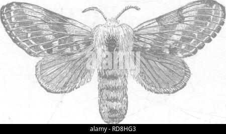 . Les insectes nuisibles pour les fruits. Illustré de quatre cent quarante coupes de bois. Les insectes nuisibles. 90 LES INSECTES NUISIBLES À L'APPLE. velues. Sur les ailes antérieures sont deux vastes bandes gris-sombre, en- tervening entre trois étroites, ondulé, bandes blanches ; veines^ sont blancs et proéminente. La Fig. 88. j'• • j vi je v hnid ailes sont gris, avec une bordure blanche, et Hind au milieu il y a une large bande, s'évanouir, blanchâtre. Sur le haut du thorax est une forme oblongue, tache marron noirâtre, l'élargissement de l'arrière. Les mâles ne sont pas beaucoup plus que la moitié de la taille des femelles ; l'ancienne, quand leurs ailes sont étendues, Banque D'Images