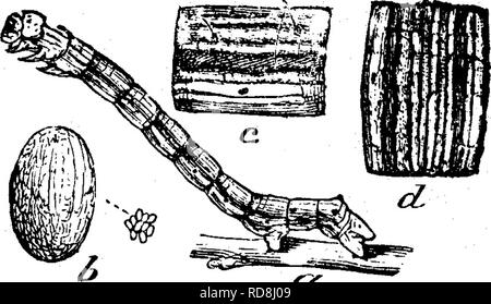 . Les insectes nuisibles pour les fruits. Illustré de quatre cent quarante coupes de bois. Les insectes nuisibles. Attaquer les feuilles. ^7 Anisopteryx vernata, connu sous le nom de Spring sauterelles, lias un œuf en forme de ovale, représenté à b de la Fig. 61, mag- nified fortement ; la grandeur nature est indiqué dans le petit groupe ; elles sont adjacentes ^^* d'une texture délicate et très lustre perlé, et sont mis en masse sans aucune régularité ou de l'ordre dans leur arrangement, souvent plus d'une centaine d'ensemble, habituellement cachés dans les crevasses de l'écorce des arbres. Ils éclosent en même temps que les autres espèces. La jeune chenille est Banque D'Images