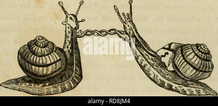 . Einleitung in die Konchyliologie ; oder der naturgeschichte grundzüge der Weichthiere. Les mollusques. Fig. 76 3.. Fig. 76'. Veuillez noter que ces images sont extraites de la page numérisée des images qui peuvent avoir été retouchées numériquement pour plus de lisibilité - coloration et l'aspect de ces illustrations ne peut pas parfaitement ressembler à l'œuvre originale.. Johnston, George, 1797-1855. Stuttg. , J. B. Müller's Verlagshandlung Banque D'Images