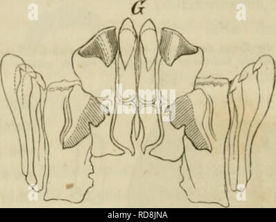 . Einleitung in die Konchyliologie ; oder der naturgeschichte grundzüge der Weichthiere. Mollusques. fj. ^^iw H]9 ?WMi a&gt;Ä. Veuillez noter que ces images sont extraites de la page numérisée des images qui peuvent avoir été retouchées numériquement pour plus de lisibilité - coloration et l'aspect de ces illustrations ne peut pas parfaitement ressembler à l'œuvre originale.. Johnston, George, 1797-1855. Stuttg. , J. B. Müller's Verlagshandlung Banque D'Images