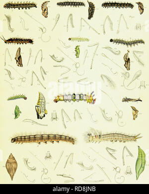 . Un catalogue descriptif des insectes lépidoptères figurant dans le Musée de l'honorable East-India company, illustré par la couleur des chiffres de nouvelles espèces et de la métamorphose de lépidoptères indien, avec des observations liminaires sur un régime général de cet ordre d'insectes. Lépidoptères. Le ZarvTished Farhurv,bs. .&Amp ;&lt;â * X r ?â€r,,J"ai vArtl^.SRR),',-rJ,18Z8. Veuillez noter que ces images sont extraites de la page numérisée des images qui peuvent avoir été retouchées numériquement pour plus de lisibilité - coloration et l'aspect de ces illustrations ne peut pas parfaitement ressembler à l'original Banque D'Images