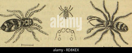 . Insekten und die Spinnen, TausendfuÌssler. Les insectes ; Arthropoda. . Veuillez noter que ces images sont extraites de la page numérisée des images qui peuvent avoir été retouchées numériquement pour plus de lisibilité - coloration et l'aspect de ces illustrations ne peut pas parfaitement ressembler à l'œuvre originale.. Taschenberg, Ernst Ludwig, 1818-1898 ; Brehm, Alfred Edmund, 1829-1884. Brehms Thierleben, 2e éd. , C. 9. Leipzig, Bibliographische Institut Banque D'Images