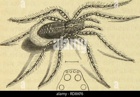 . Insekten und die Spinnen, TausendfuÌssler. Les insectes ; Arthropoda. 6723&gt;wite Drbmmg : !ffie&amp;f|&gt iunen fÃ¼nfte gcimUic ;; : SBotfÃ flMiuicii fammetartigen¤.. tunbei getjÃ¼vt Â©31t bet cfjatattciiftifcfjen eictjnung SorbetÂ 3bei" Hinterleibes fammtlidjer unb Â©attungigenoffen. SieSlrten toeldje ungcjÃ¤, eine 2ljute lftcrftauc feljt ftfjmalcn, einen botn unb l)od) abgebadjten Ãobf Ijabeu, bie Slugen dans bet 2ttt georbnet¶r unb eine ffÃ|)etjeidjnung folgenbe tragen, loie bie ?lbbilbung borfÃ¼ljrt beibe, homme neuerbingi l'IJAT unter beut attuuginanten jufanunenÂ Â©Pardosa" gefaxt. Sie berbreitetftc Banque D'Images