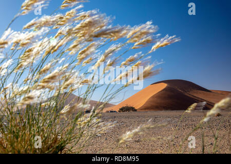 Vue sur Dune 45 à travers les graminées dans Namib-Naukluft National Park, Namibie, Afrique Banque D'Images