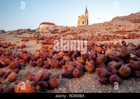 Doigt (Sang) cryptanthum Mesembryanthemum succulentes poussant près de l'Église Felsenkirche - sur les rochers - Luderitz, Namibie, Afrique Banque D'Images