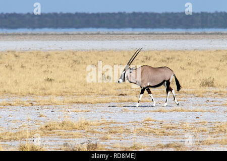 Gemsbok, Oryx gazella Oryx (ou) autour de Fisher's Pan, Etosha National Park, Namibie, Afrique Banque D'Images