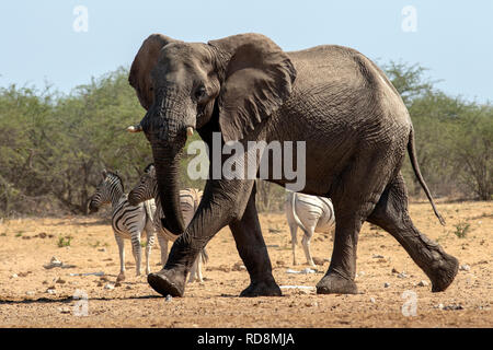 L'éléphant africain (Loxodonta Africana) à Tsumcor Waterhole - Etosha National Park, Namibie, Afrique Banque D'Images