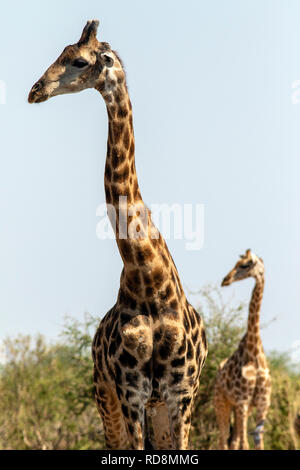 Giraffe at Waterhole Tsumcor - Etosha National Park, Namibie, Afrique Banque D'Images