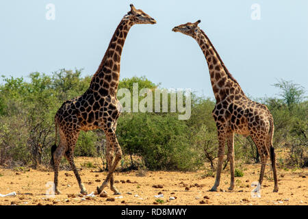 Girafe mâle face à Tsumcor Waterhole - Etosha National Park, Namibie, Afrique Banque D'Images