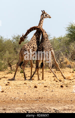 Girafe mâle ou 'combat' Tsumcor striction au Waterhole - Etosha National Park, Namibie, Afrique Banque D'Images