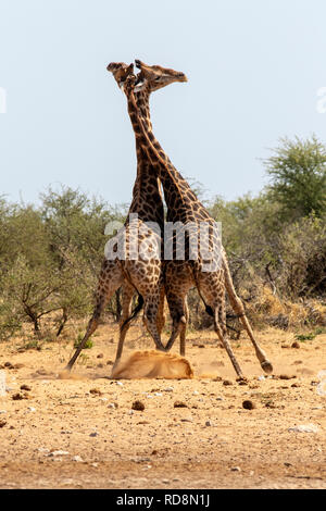 Girafe mâle ou 'combat' Tsumcor striction au Waterhole - Etosha National Park, Namibie, Afrique Banque D'Images