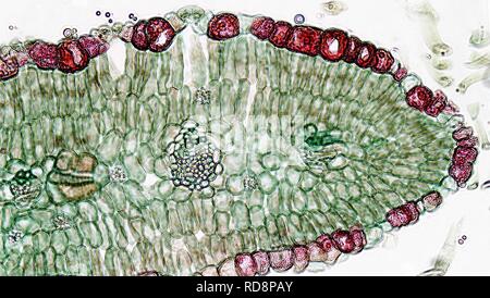 La morphologie de l'angiosperme amidon ensemble dans la gaine des feuilles de Larrea Xérophytiques (37033295690). Banque D'Images