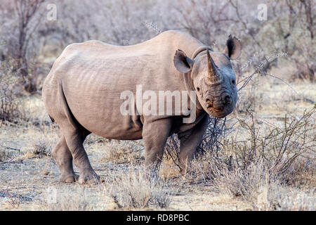 Le Rhinocéros noir (Diceros bicornis) - près de Parc National d'Etosha, Namibie, Afrique Banque D'Images