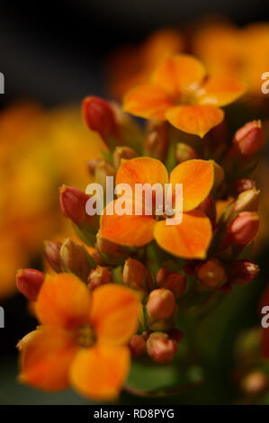 Kalanchoe rouge libre Banque D'Images