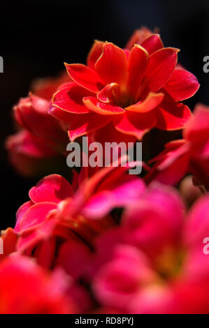 Kalanchoe rouge libre Banque D'Images