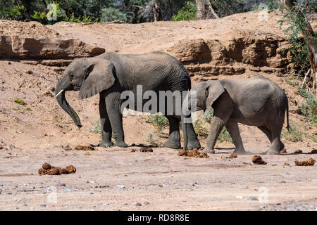 L'éléphant d'Afrique (Désert-adapté) - Huab River, près de Twyfelfontein, Damaraland, Namibie, Afrique Banque D'Images