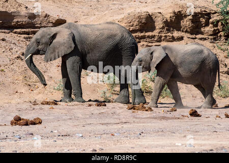 L'éléphant d'Afrique (Désert-adapté) - Huab River, près de Twyfelfontein, Damaraland, Namibie, Afrique Banque D'Images