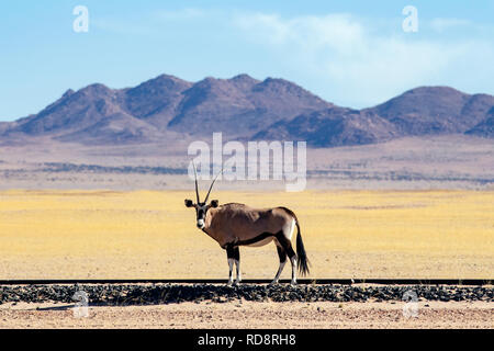 Gemsbok, Oryx gazella Oryx (ou) sur les voies près de Aus, Namibie, Afrique Banque D'Images