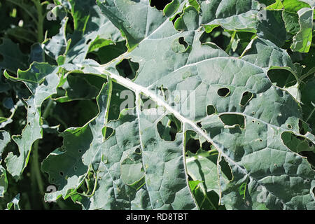 Espèce de chou brocoli dommages observés sur les feuilles. Banque D'Images