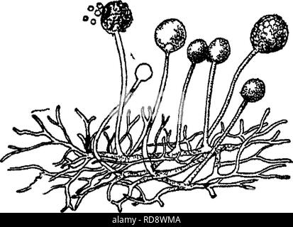 . Bactériologie agricoles ; une étude de la relation de Bagnères-de-vie à la ferme, avec des expériences en laboratoire pour les étudiants, les micro-organismes du sol, les engrais, les eaux usées, l'eau, les produits laitiers, divers produits agricoles et des maladies des animaux et des plantes. Bactériologie, de l'agriculture. 8 LES CARACTÈRES GÉNÉRAUX DE MICRO-ORGANISMES de ces plantes sont beaucoup développés. Mais les différentes espèces ont beaucoup de différentes méthodes de reproduction, et c'est principalement sur leurs organes de reproduction que les botanistes s'appuyer pour distinguer les différentes espèces. Après le mycélium a augmenté pour un peu de temps, il sen communément Banque D'Images