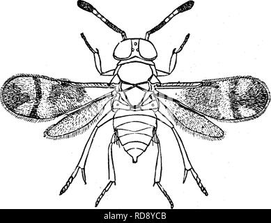 . Les insectes nuisibles pour les fruits. Illustré de quatre cent quarante coupes de bois. Les insectes nuisibles. Les ailes de l'ancienne mesure, quand s'est étendu, environ un huitième de pouce ; ceux de la seconde, d'un dixième de pouce. La troisième base de l'avant des ailes de la femelle est trans- parent, le tiers moyen brun sombre, traversé par une bande transversale claire ; le tiers externe est également brun sombre, avec deux grandes, en forme de taches transparent, l'Entrant, un de chaque côté. Les ailes postérieures sont presque transparent ; e^. Veuillez noter que ces images sont extraites de la page numérisée des images qui peuvent avoir été dig Banque D'Images