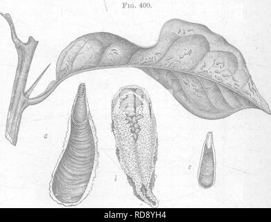 . Les insectes nuisibles pour les fruits. Illustré de quatre cent quarante coupes de bois. Les insectes nuisibles. 390 LES INSECTES NUISIBLES À L'ORANGE. sur les feuilles et les fruits, les faisant apparaître très inesthétiques. C'est un minute croissance fungous, connu sous le nom de Fumago salicina Farlow, mais il est considéré par certains à cause de la piqûres d'insectes, ce qui provoque une exsudation, sur lesquels le champignon se développe. À titre de mesure corrective, l'utilisation d'une solution alcaline de savon aussi forte que l'arbre peut supporter sans dommage. No 250.-violet l'échelle. Mytilaspis citricola Packard. C'est l'un des plus communs et des espèces nuisibles Banque D'Images