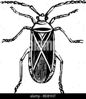 . Les insectes nuisibles pour les fruits. Illustré de quatre cent quarante coupes de bois. Les insectes nuisibles. Les INSECTES NUISIBLES À L'ORANGE. 337 hy de perforer et sucer des parties de leur contenu. En dépit de ses habitudes préjudiciables, il a été par certains auteurs classés parmi les insectes utiles comme un destructeur de l'arlequin le chou-bug. No 247.-la-coton stainer. Suturellus Dysdercus H. Schf. Cet insecte, comme cette dernière décrit, appartient à l'ordre de punaises (Hemiptera) ; il est généralement connu comme le rouge- bug, ou de coton stainer, et est l'un des pires casse-pieds avec qui l'o planteurs de coton Banque D'Images