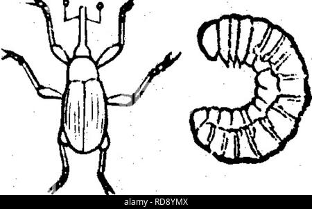 . Les insectes nuisibles pour les fruits. Illustré de quatre cent quarante coupes de bois. Les insectes nuisibles. L'attaquant, attaquant les 375 FRUITS PRUIT. L'Ifo. 237.-la de fruits de canneberge-ver. C'est la chenille d'un petit papillon nocturne liés à la feuille- rouleaux, et est montré dans Fig. 387. Il est d'un jaune- lowish-vert, et s'affiche au début du mois d'août, lorsqu'il se blesse le fruit, saisie après berry berry, manger l'intérieur de chacun, et d'en faire tourner rouge avant maturité. Il atteint son plein épanouissement d'ici le début de septembre, lorsqu'il s'enterre lui-même dans le sol, où elle forme un cocon recouvert de grains de Banque D'Images