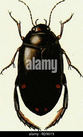 . Iconographie et histoire naturelle des cole ?opte ?res d'Europe ;. Les coléoptères ; Entomologie. Un JÎYDROC IARKS:T1m TU. Ô.fl.so.. Veuillez noter que ces images sont extraites de la page numérisée des images qui peuvent avoir été retouchées numériquement pour plus de lisibilité - coloration et l'aspect de ces illustrations ne peut pas parfaitement ressembler à l'œuvre originale.. Dejean, Franc ?ois Pierre Marie Auguste, comte, 1780-1845. Paris, Me ?quignon-Marvis Banque D'Images