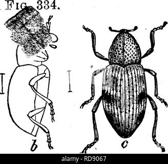 . Les insectes nuisibles pour les fruits. Illustré de quatre cent quarante coupes de bois. Insectes nuisibles. alimentation dans la sub- stance de la couronne. Ici il reste, ennuyeux et d'excaver, jusqu'à ce qu'il atteint sa pleine maturité, lorsqu'il s'affiche comme illustré en a sur la figure, où il est beaucoup agrandie. C'est environ un cinquième de. Veuillez noter que ces images sont extraites de la page numérisée des images qui peuvent avoir été retouchées numériquement pour plus de lisibilité - coloration et l'aspect de ces illustrations ne peut pas parfaitement ressembler à l'œuvre originale.. Saunders, William, 1836-1914. Philadelphie, J. B. Lippincott &AMP ; Co Banque D'Images