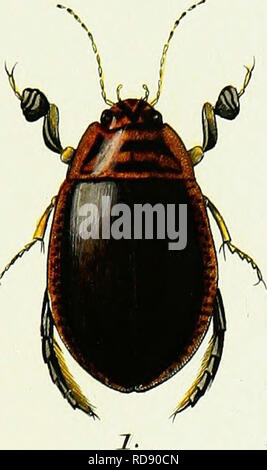 . Iconographie et histoire naturelle des coleÌopteÌres d'Europe ;. Les coléoptères ; Entomologie. HYDROCAWTHAKTCS. l'ont. 5- l'I'â //.. Veuillez noter que ces images sont extraites de la page numérisée des images qui peuvent avoir été retouchées numériquement pour plus de lisibilité - coloration et l'aspect de ces illustrations ne peut pas parfaitement ressembler à l'œuvre originale.. Dejean, Pierre FrancÌ§ois Marie Auguste, comte, 1780-1845. Paris, MeÌquignon-Marvis Banque D'Images