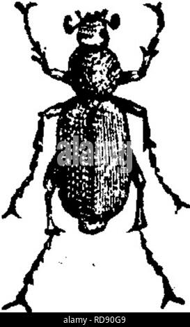 . Les insectes nuisibles pour les fruits. Illustré de quatre cent quarante coupes de bois. Les insectes nuisibles. 280 LES INSECTES NUISIBLES À LA VIGNE. soap-suds ont également été recommandés, et méritent des procès. Par les froides matinées les scarabées sont relativement slug- gish et inactif, et peut alors être secouée de la vigne sur les draps et collectées et détruites. Ces insectes sont beaucoup plus abondants en certaines saisons que dans d'autres. No 151.-La Rose Ponderosa. Suhspiiiosus Macrodactylus (Fabr.). ^^son scarabée, communément connu sous le nom de la rose-bug, attaque le rose, et est également très nuisible à la vigne, l'Apple, Banque D'Images