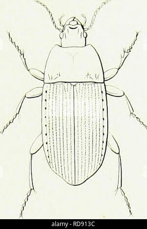 . Iconographie et histoire naturelle des cole ?opte ?res d'Europe ;. Les coléoptères ; Entomologie.  %  %,. Veuillez noter que ces images sont extraites de la page numérisée des images qui peuvent avoir été retouchées numériquement pour plus de lisibilité - coloration et l'aspect de ces illustrations ne peut pas parfaitement ressembler à l'œuvre originale.. Dejean, Franc ?ois Pierre Marie Auguste, comte, 1780-1845. Paris, Me ?quignon-Marvis Banque D'Images