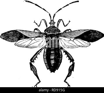 . Les insectes nuisibles pour les fruits. Illustré de quatre cent quarante coupes de bois. Les insectes nuisibles. 220 LES INSECTES NUISIBLES À LA CERISE. Le ATTAOEING TEUIT, n° 118.-Le Bug de cerise. Metapodius femoratus (Fabr.). Fig. 225.. Cet insecte, qui appartient à l'ordre des Hémiptères, est dit de blesser le fruit de la noyer dans les Etats de l'Ouest par punc- cation avec son bec et en suçant le jus. Il est représenté à la Fig. 225. Il est dit d'attaquer uniquement les variétés de cerises douces. SUPPLEMENTAEY LISTE DES INSECTES NUISIBLES QUI AFFECTENT LE CHEEEY. S'attaquant aux racines. La larve de l'arrivée à terre, pas de Banque D'Images