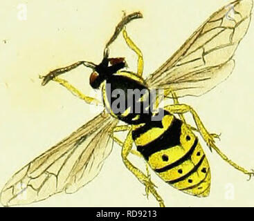 . L'histoire naturelle des insectes britanniques ; expliquant dans leurs plusieurs membres, avec les périodes de leurs transformations, leur nourriture, l'oeconomie, &amp;c. avec l'histoire de ces minutes insectes comme nécessitant une enquête par le microcsope. L'ensemble illustré par des chiffres de couleur, conçu et exécuté à partir de spécimens vivants. Les insectes ; les insectes. . Veuillez noter que ces images sont extraites de la page numérisée des images qui peuvent avoir été retouchées numériquement pour plus de lisibilité - coloration et l'aspect de ces illustrations ne peut pas parfaitement ressembler à l'œuvre originale.. Donovan, E. (Edward), Banque D'Images