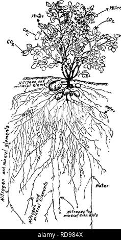. La productivité des sols ; les éléments fondamentaux de la réussite de la gestion des sols et à la rentabilité de la production agricole. Les sols. Les PLANTES ONT BESOIN DE SOURCES D'ÉLÉMENTS 35 r0er a grandi. Il y a environ 290 ans, on pensait qu'une plante n'était rien de plus que l'eau qui avait subi une naysterious changement dans le sol. Seulement à l'intérieur compara- ^^ ment ces dernières années ^^^^ il a été constaté que la composition chimique des plantes est assez simi- lar à celle des sols. Les éléments requis fey et sans qu'ils ne peuvent pas se développer sont au nombre de dix ; à savoir, l'azote, phos- phorus, potassium, calcium, en magnésium, soufre- mag, fer à repasser, carbone, Banque D'Images