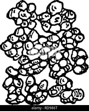 . La productivité des sols ; les éléments fondamentaux de la réussite de la gestion des sols et à la rentabilité de la production agricole. Les sols. Signification DE LA TEXTURE ET STRUCTUEE contre 13 pour venir vivre dans le sol par les millions en raison de la présence de matières organiques qui, en raison de l'énergie ou des aliments stockés jusqu'à elle, est la source de la majeure partie de leur subsistance et leur énergie. Certains de ces organismes sont un handicap pour les sols, tandis que d'autres, en raison de changements fondamentaux qu'ils apportent au sujet, sont de la plus haute importance dans la production de cultures. (C) -air sol comme un moyen pour la croissance des plantes doit contenir de l'air. (D) Les sels plus ou Banque D'Images