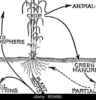. La nature et les propriétés des sols ; un collège texte de edaphology. Les sols. Les organismes du sol 401 Les données sont exprimées en livres à l'acre et sont des moyennes de 10 années d'expérimentation. Le carbone n'a perdu que le bicarbonate, seulement des traces de carbonates. (Voir tableau LXXXVIII, page 402). COg-^^ il f/°2- AHIMAL ^^m vers l'atmosphère. Grec ! Le sol du fumier Le fumier de ferme y Ra^RTIALLY RÉACTIONS DIOXYDE décomposé les pertes par lessivage. Veuillez noter que ces images sont extraites de la page numérisée des images qui peuvent avoir été retouchées numériquement pour plus de lisibilité - coloration et l'aspect de ces illustra Banque D'Images
