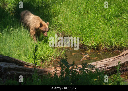 Ours noir (Ursus americanus) avec fourrure blonde si marche vers meadow stream en Sequoia National Park Banque D'Images