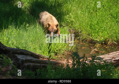 Ours noir (Ursus americanus) avec fourrure blonde si marche vers meadow stream en Sequoia National Park Banque D'Images