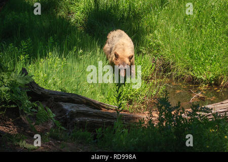 Ours noir (Ursus americanus) avec fourrure blonde si marche vers meadow stream en Sequoia National Park Banque D'Images