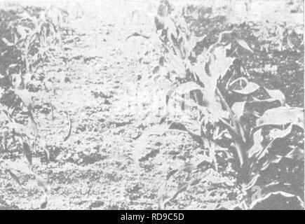 . La productivité des sols ; les éléments fondamentaux de la réussite de la gestion des sols et à la rentabilité de la production agricole. Les sols. 236 de l'acidité du sol et le chaulage infestée de l'oseille, la prêle prêle (Fig. 150), le plantain commun, pinceau, la spargoute des champs et bois de prêle sont généralement de l'acide. Les champs sont infestés de mauvaises herbes telles que le sol les conditions sont défavorables à l'trèfle ou luzerne. A l'inverse, les sols sur lesquels la luzerne, trèfle et le^- juin berry croître ne sont généralement pas l'acide. Marais, ou d'autres sols, qui deviennent recouverte d'une fine couche d'une substance blanche sont invariablement non acide (Fig. 151). Ce Banque D'Images