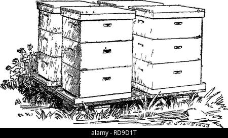 . La préparation des abeilles pour l'Hivernage en plein air. Les abeilles. PEEPAEATION OUTDOOE WINTEEIFG ENNEMI DES ABEILLES. 5^ de mside des paniers-Myc peut être considérablement réduit et peut même tomber aussi bas que celui d'une ruche déballé. Trop diould pas être installés dans des édifices comme brise-vent, pour qu'ils servent souvent à détourner l'bimply le vent légèrement et peut même faire des conditions pires. Une clôture faite de planches est généralement proche de unsatisfactoiy H tourbillons de causes qui peuvent détruire de nombreuses colonies. Une lourde couche de neige sert à réduire l'effet du vent. L'arrangement des ruches. Dans l'organisation des ruches dans un apiar Banque D'Images