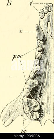 . Einführung in die vergleichende pot der Wirbeltiere, für Studierende. . Veuillez noter que ces images sont extraites de la page numérisée des images qui peuvent avoir été retouchées numériquement pour plus de lisibilité - coloration et l'aspect de ces illustrations ne peut pas parfaitement ressembler à l'œuvre originale.. Baptist gmünder, Robert, 1848-1923. Jena, Fischer Banque D'Images