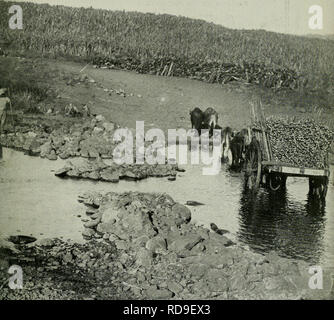. L'examen de Cuba. CVBA EXAMEN. Veuillez noter que ces images sont extraites de la page numérisée des images qui peuvent avoir été retouchées numériquement pour plus de lisibilité - coloration et l'aspect de ces illustrations ne peut pas parfaitement ressembler à l'œuvre originale.. Munson Steamship Line. New York : Munson Steamship Line Banque D'Images