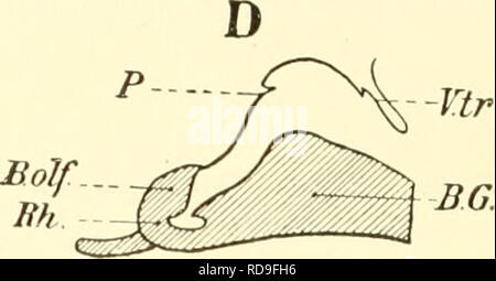 . Einführung in die vergleichende pot der Wirbeltiere, für Studierende. . Veuillez noter que ces images sont extraites de la page numérisée des images qui peuvent avoir été retouchées numériquement pour plus de lisibilité - coloration et l'aspect de ces illustrations ne peut pas parfaitement ressembler à l'œuvre originale.. Baptist gmünder, Robert, 1848-1923. Jena, Fischer Banque D'Images